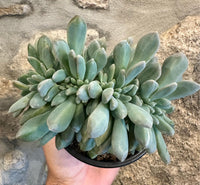 Graptosedum "Francesco Baldi" Cristata