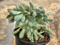 Graptosedum "Francesco Baldi" Cristata