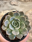Echeveria Merriman