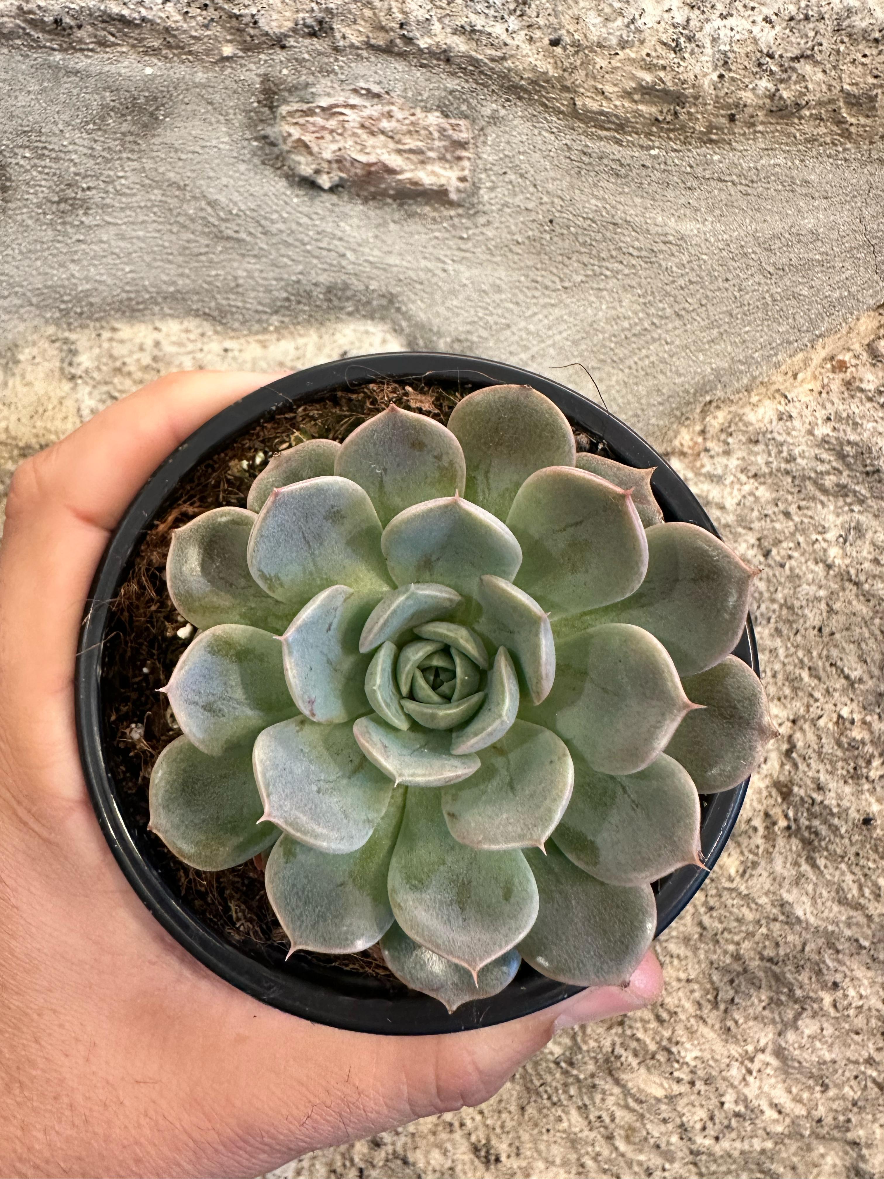 Echeveria Merriman