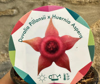 Duvalia Pillansi x Huernia Aspera