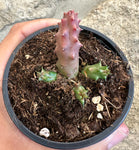 Duvalia Pillansi x Huernia Aspera