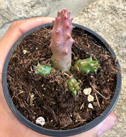 Duvalia Pillansi x Huernia Aspera