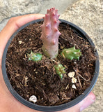 Duvalia Pillansi x Huernia Aspera