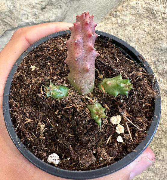 Duvalia Pillansi x Huernia Aspera