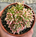 Aeonium Sedifolium Variegata