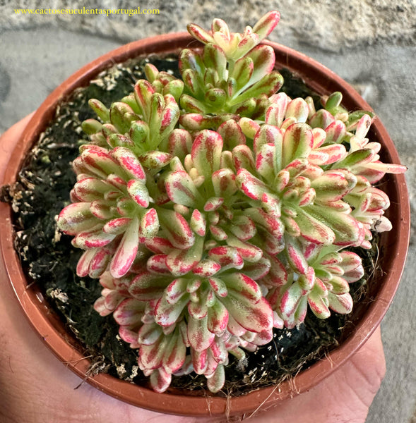 Aeonium Sedifolium Variegata