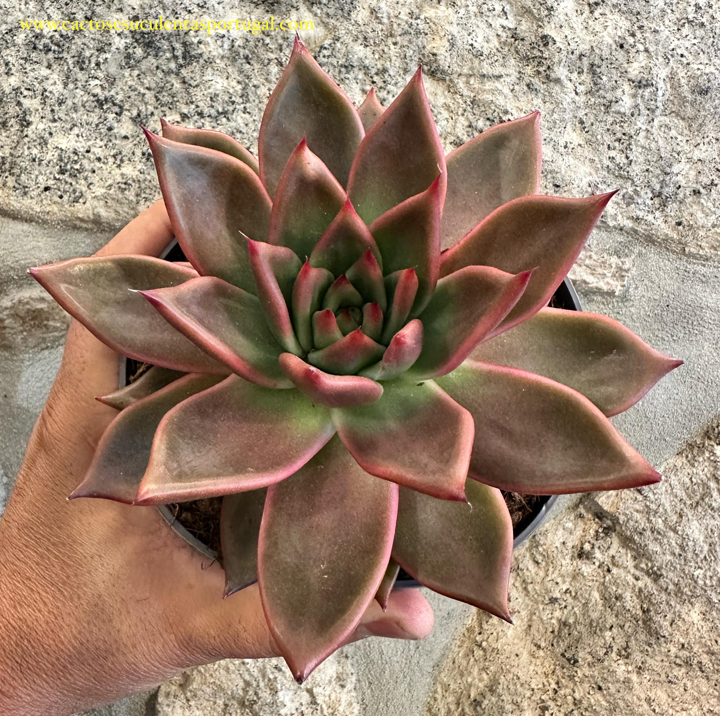 Echeveria Agavoides Antares