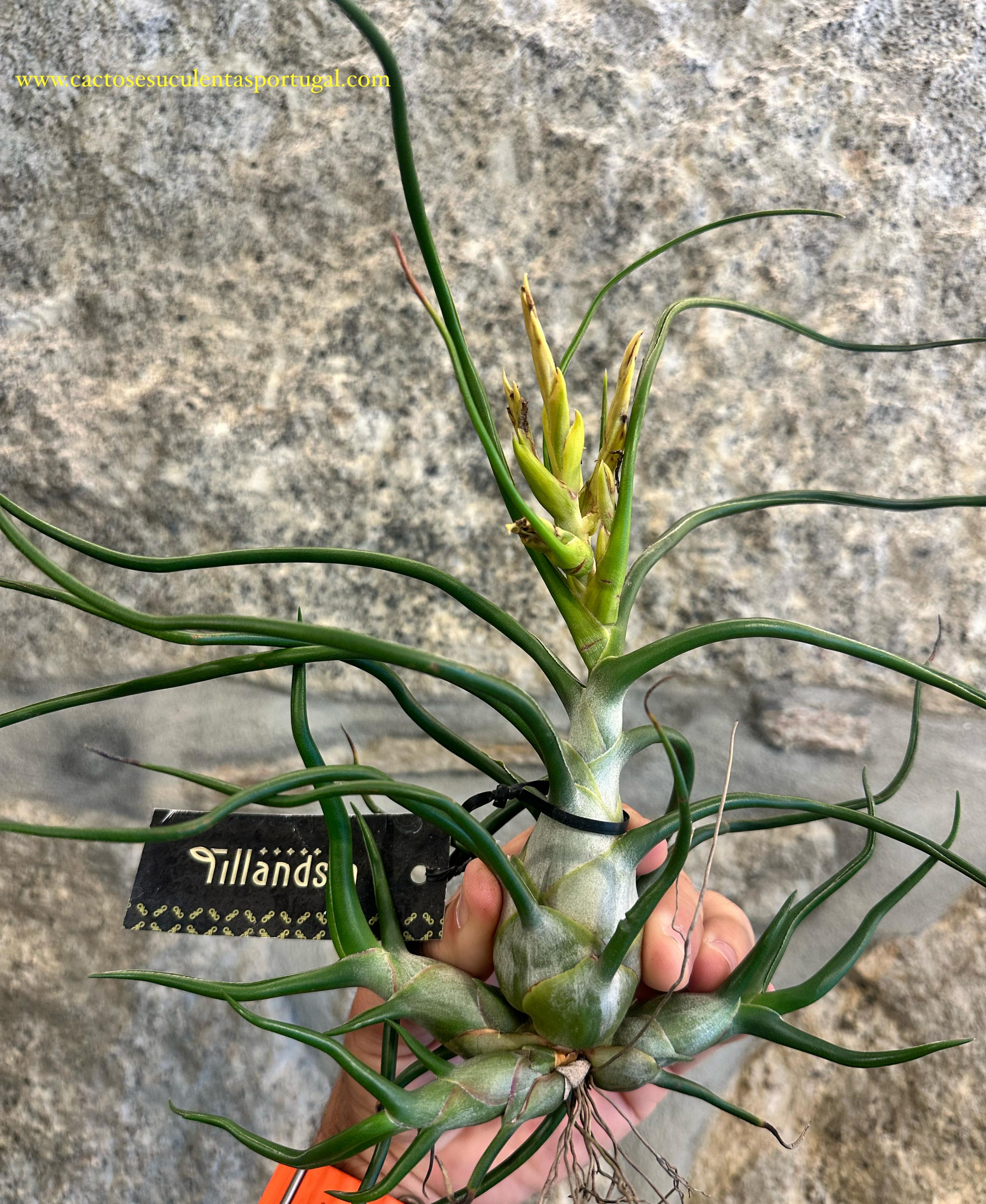 Tilandsia Bulbosa