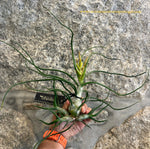Tilandsia Bulbosa