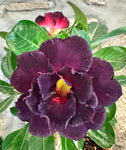 Rosa do Deserto dobrada