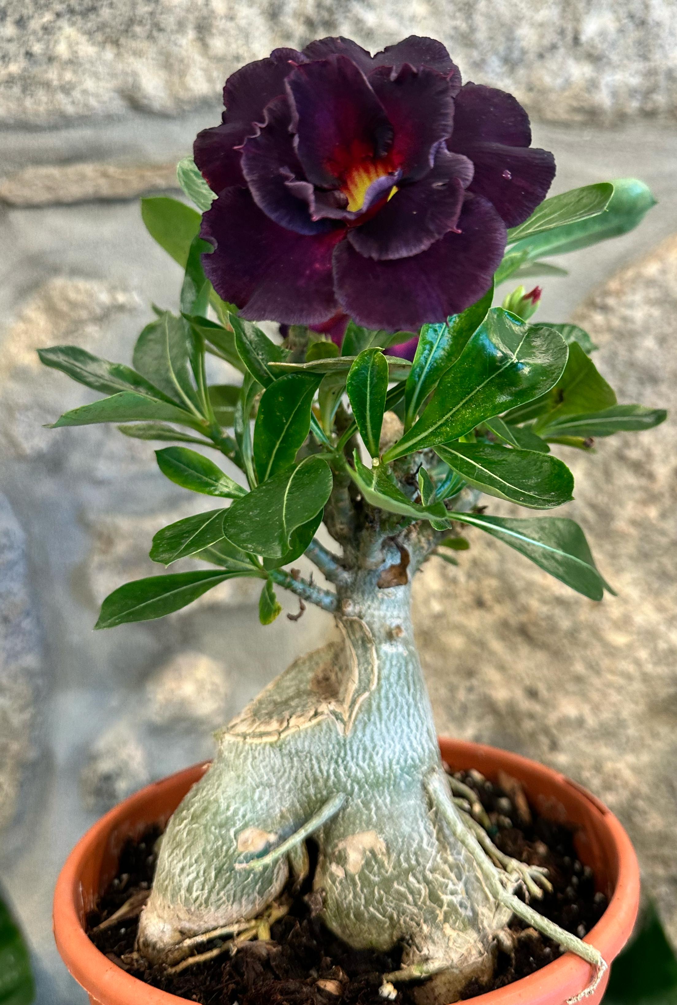 Rosa do Deserto Caudex Dobrada - ÚNICA