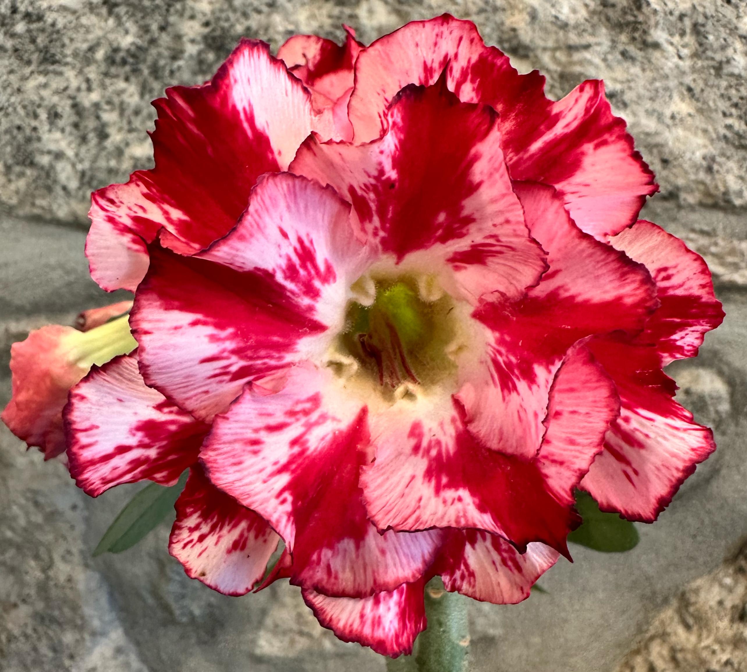 Rosa do Deserto Dobrada 