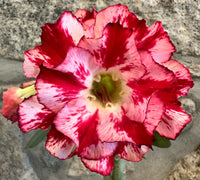Rosa do Deserto Dobrada 