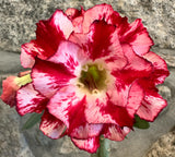 Rosa do Deserto Dobrada 