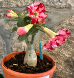 Rosa do Deserto Dobrada caudex - UNICA