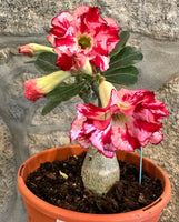 Rosa do Deserto Dobrada caudex - UNICA