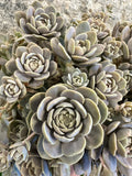 Orostachys iwarenge extra ramificado