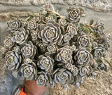 Orostachys iwarenge extra ramificado