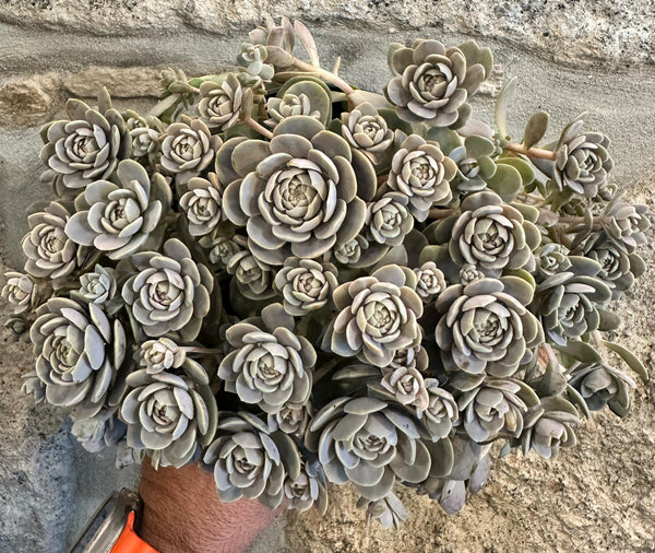 Orostachys iwarenge extra ramificado
