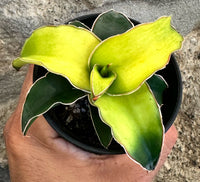 SANSEVIERA STAR CANARY