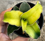SANSEVIERA STAR CANARY 