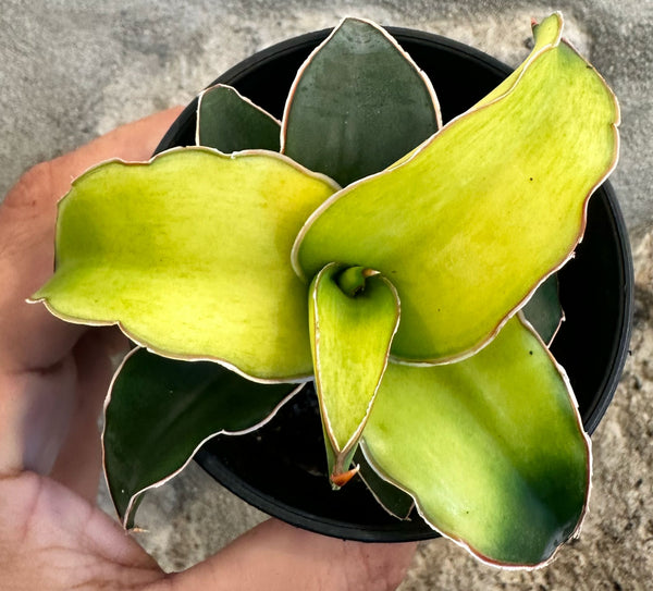SANSEVIERA STAR CANARY 