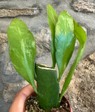 Epiphyllum oxypetalum - Dama da noite