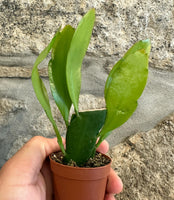 Epiphyllum oxypetalum - Dama da noite