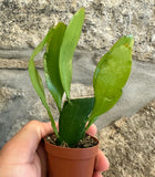 Epiphyllum oxypetalum - Dama da noite