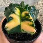 Astrophytum myriostigma variegata