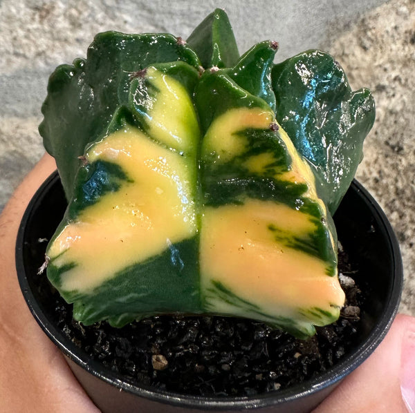 Astrophytum myriostigma variegata