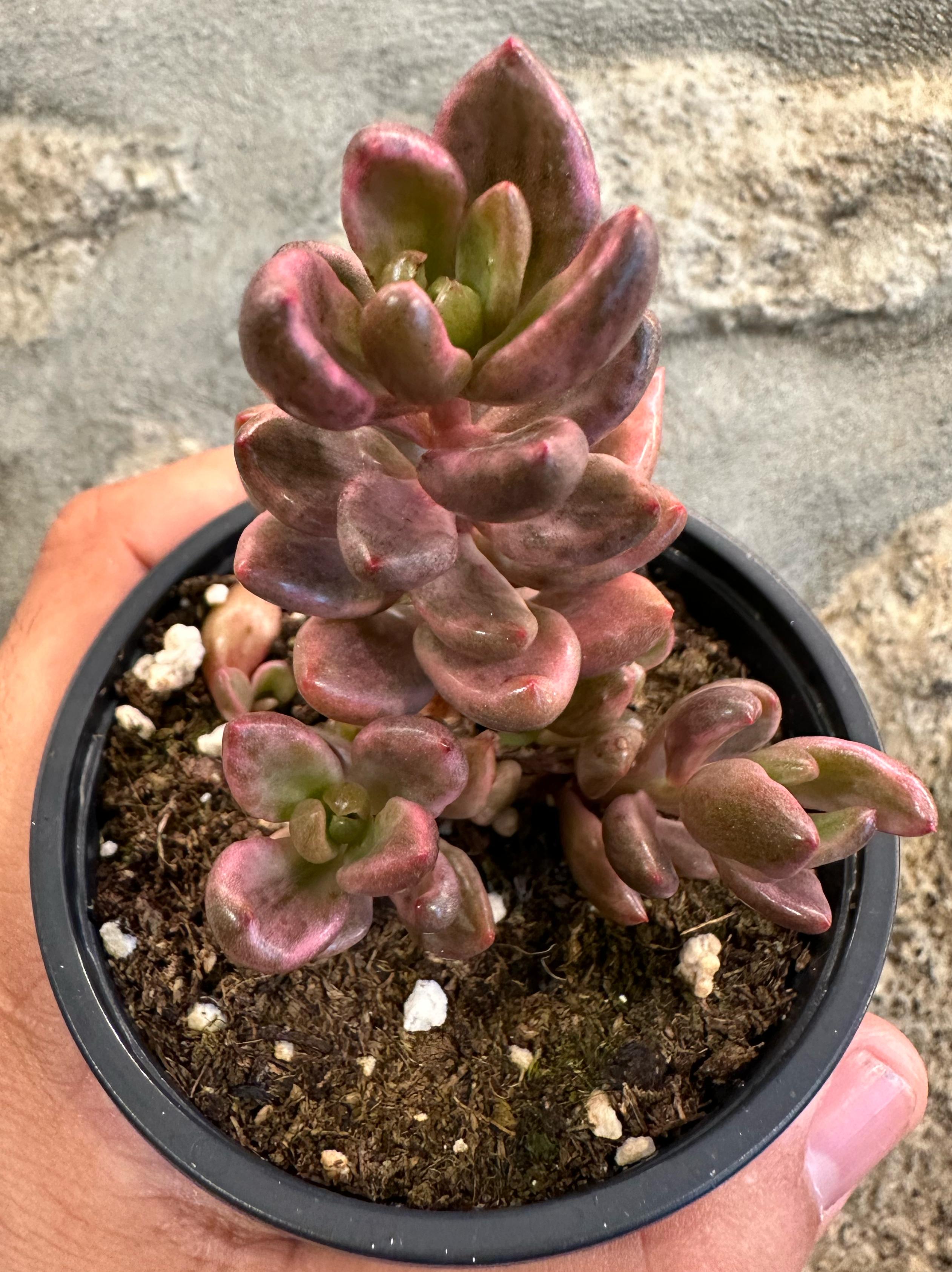 Lenopetalum ‘Chocolate and Strawberries’