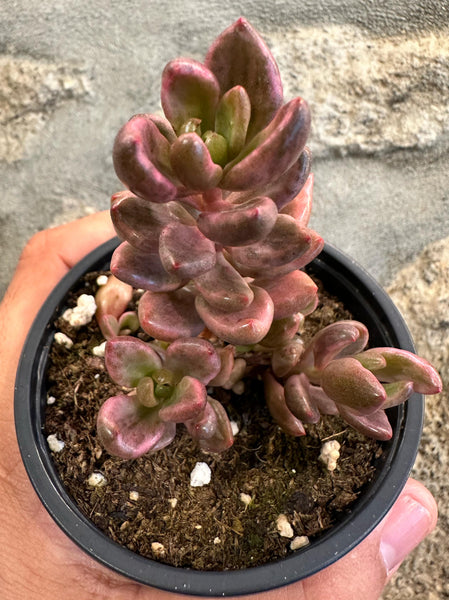 Lenopetalum ‘Chocolate and Strawberries’