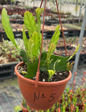 Epiphyllum - Cacto orquídea