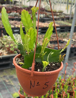 Epiphyllum - Cacto orquídea