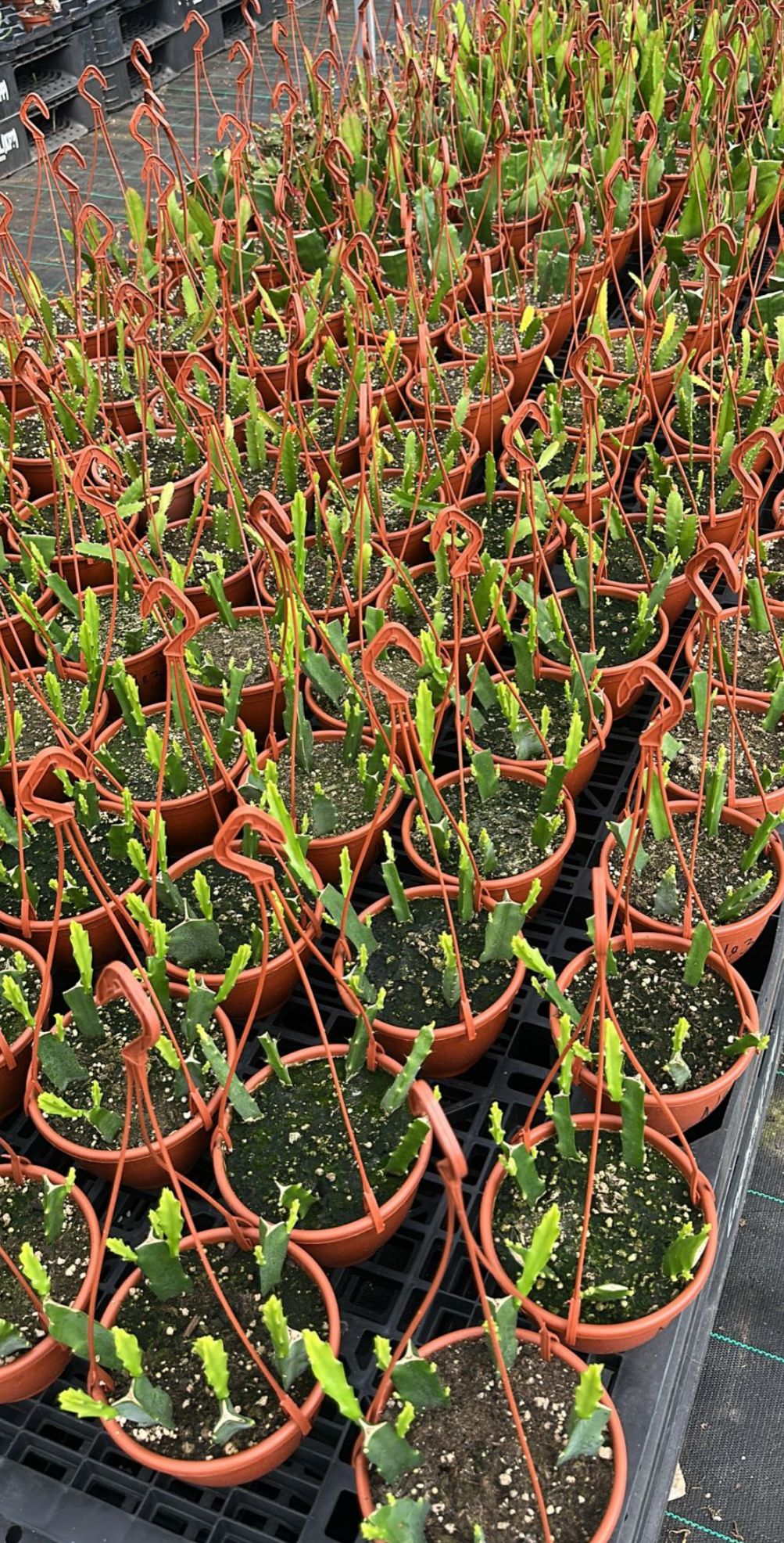 Epiphyllum - Cacto orquidea