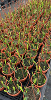 Epiphyllum - Cacto orquidea