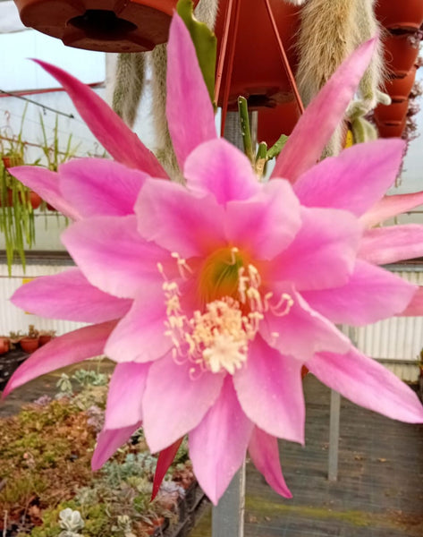 Epiphyllum - Cacto orquidea