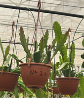 Epiphyllum - Cacto orquidea