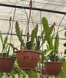 Epiphyllum - Cacto orquidea