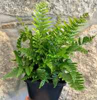 Dryopteris "Jurassic Gold" - Feto dourado