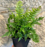 Dryopteris "Jurassic Gold" - Feto dourado
