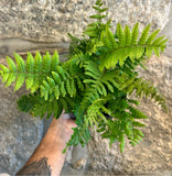 Dryopteris "Jurassic Gold" - Feto dourado