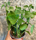 Cissus quadrangularis