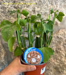 Cissus quadrangularis