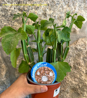 Cissus quadrangularis