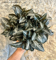 PILEA PRATA