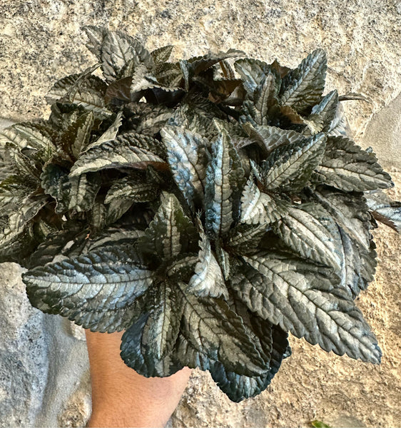 PILEA PRATA