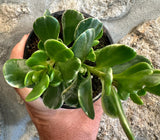 Senecio jacobsenii "Trança de cigana" Variegata
